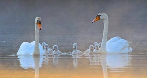 swans